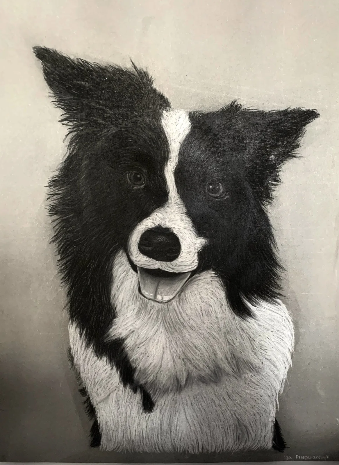 Rysunek portretowy psa rasy border collie wykonany kredką ołówkową na zajęciach Rysunek i Malarstwo